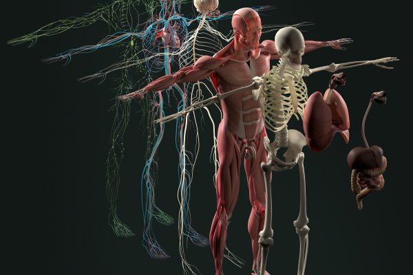 Human anatomy exploded view, deconstructed layers. Separate elements muscle, bone, organs, nervous system, lymphatic system, vascular system. Vibrant colors. 3d illustration